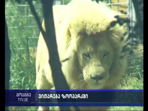 ერთი კვირა სტიქიიდან - რა ვითარებაა ამჟამად ზოოპარკში